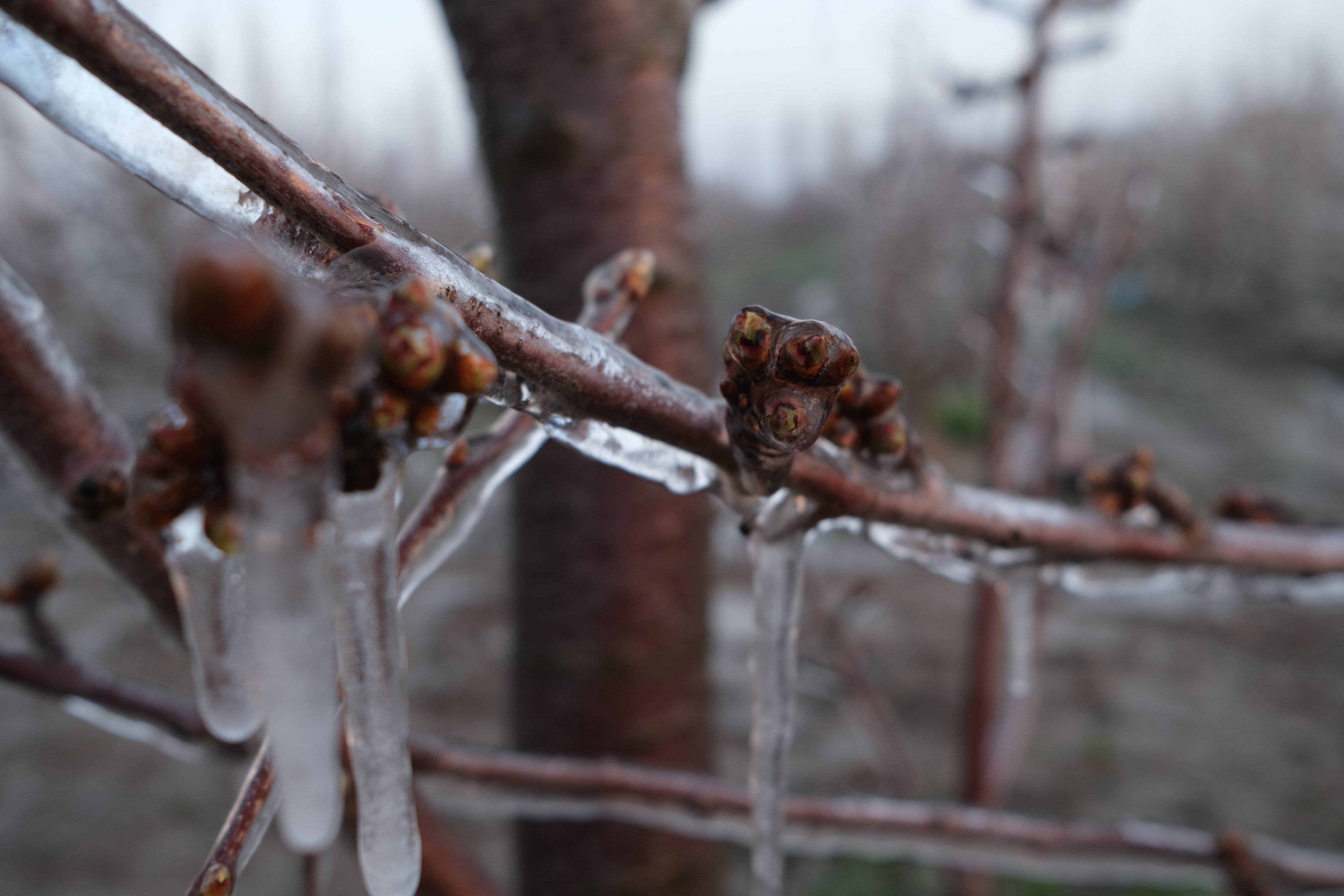 E L M A U R E T I C I S I Z I R A I D O N A K A R S I S P R I N G 1261110 375265