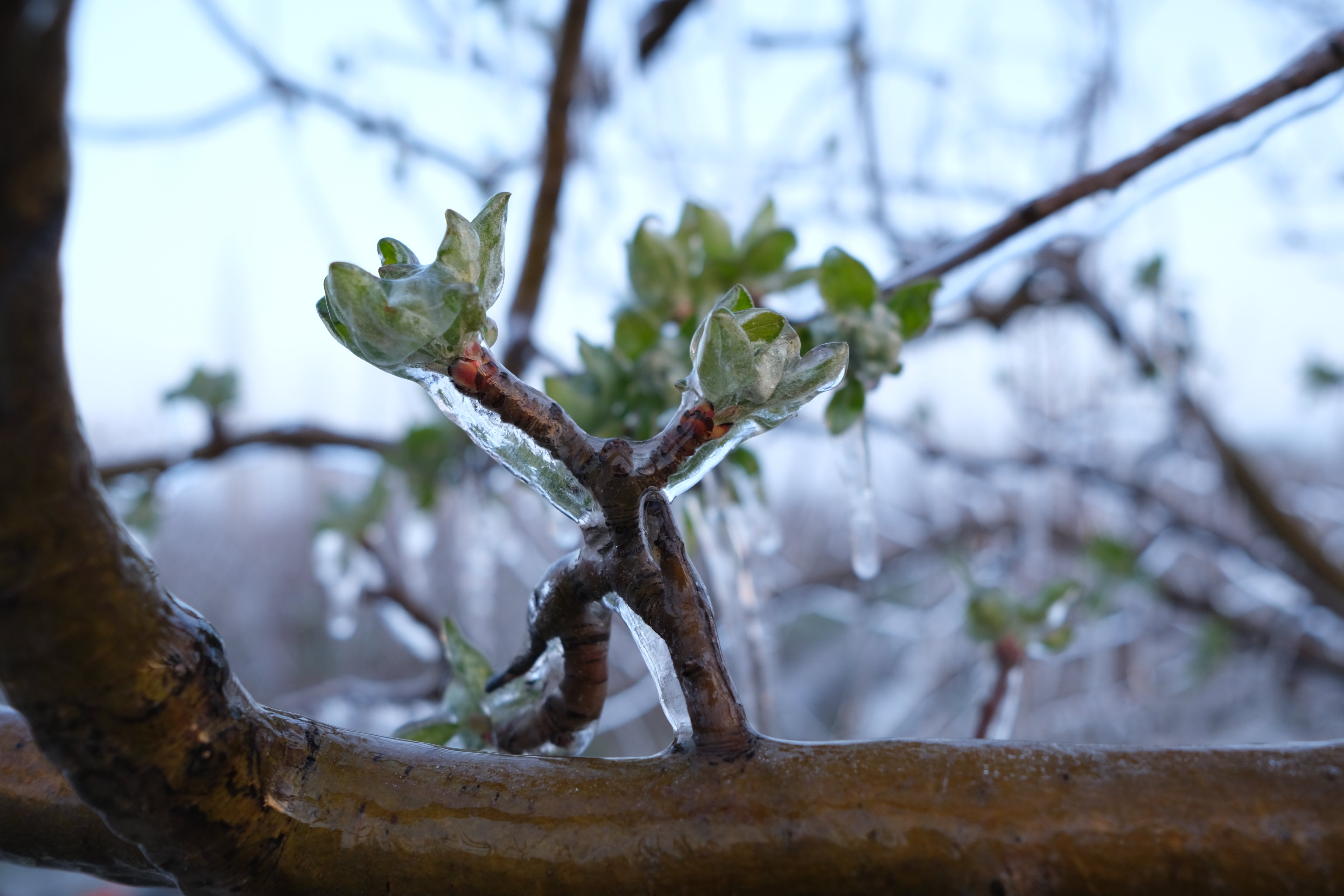 E L M A U R E T I C I S I Z I R A I D O N A K A R S I S P R I N G 1261112 375265