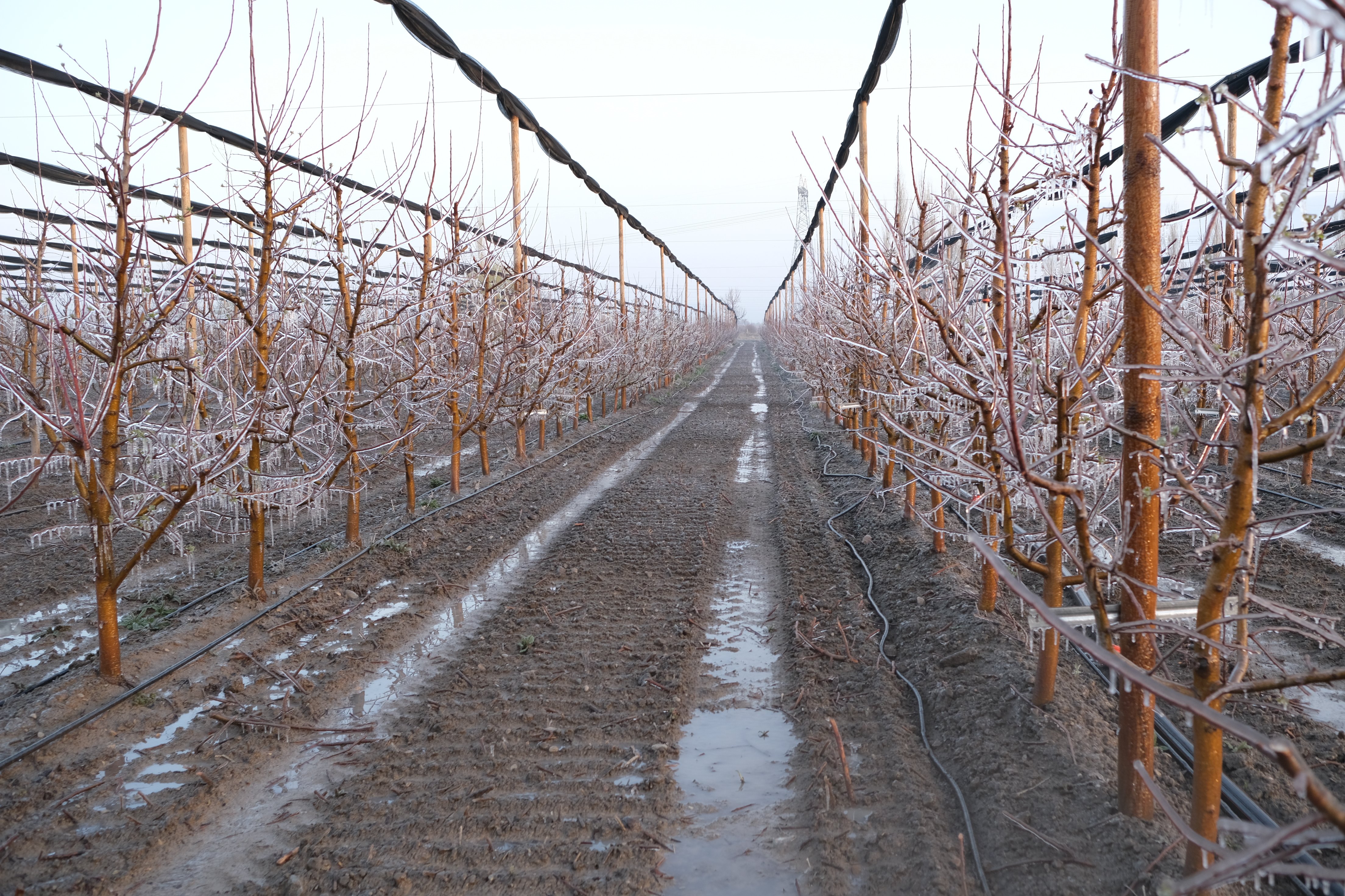 E L M A U R E T I C I S I Z I R A I D O N A K A R S I S P R I N G 1261116 375265