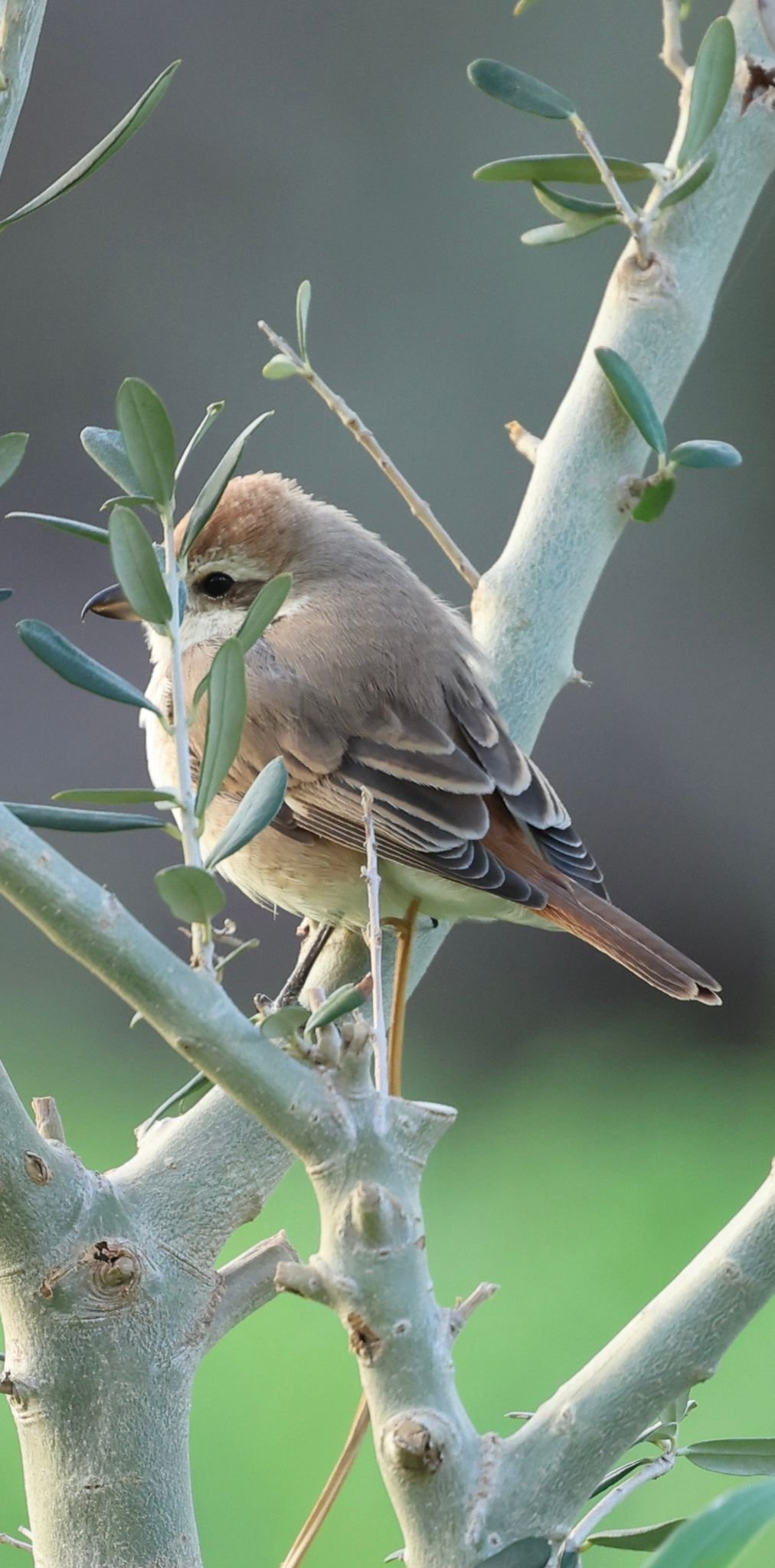 H A T A Y D A I L K K E Z T U R K I S T A N O R U M C E K K U S U G 1250529 372076