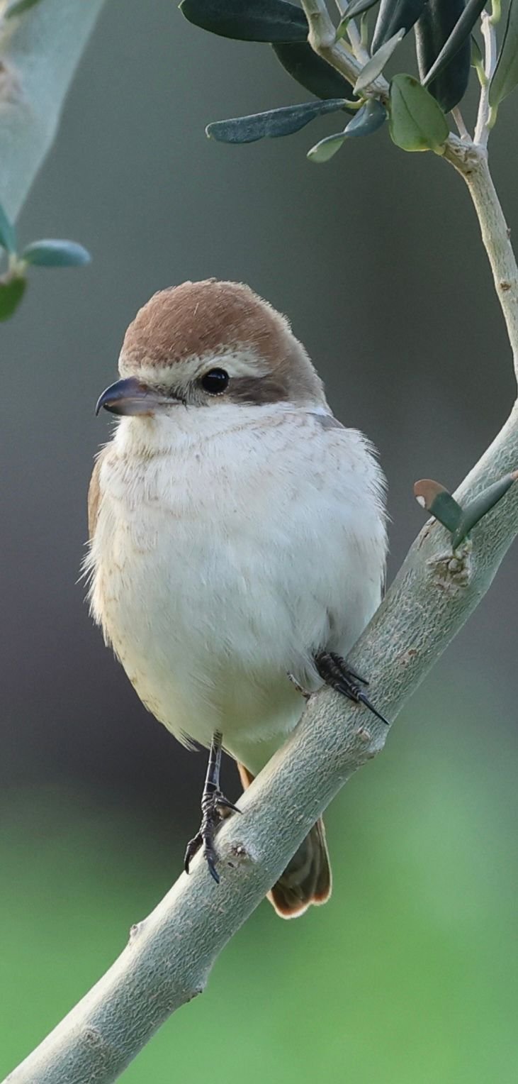 H A T A Y D A I L K K E Z T U R K I S T A N O R U M C E K K U S U G 1250530 372076