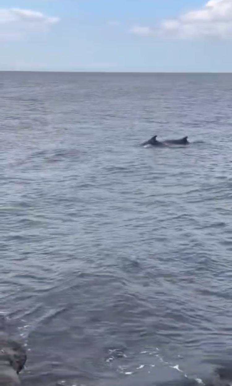 K U C U K C E K M E C E S A H I L I N D E Y U N U S L A R G O R U N T U 1279552 380734