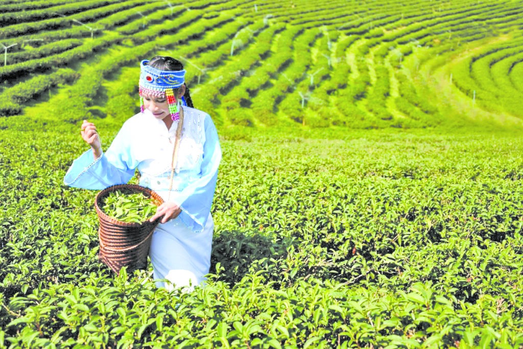 Yunnan Tea
