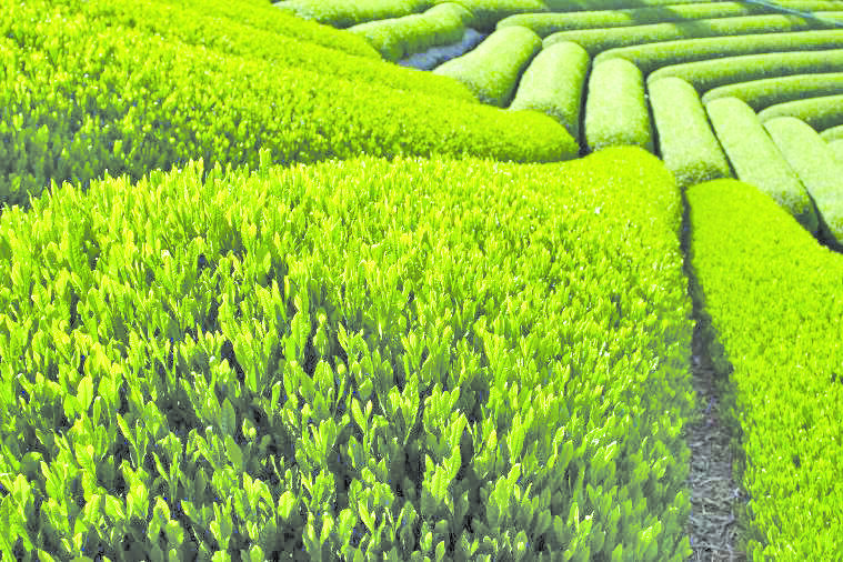 Kunming C╠Ğin C╠Ğay─▒